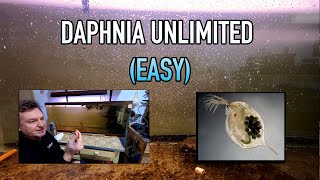 How I Raise Daphnia Water Fleas And You Can Too [upl. by Hastings887]