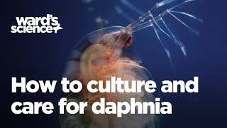 Caring and Culturing for Daphnia [upl. by Ailey]