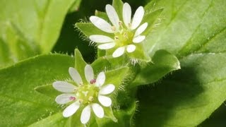 Chickweed  How To Identify This Tasty Wild Food  Stellaria media [upl. by Enimasaj]