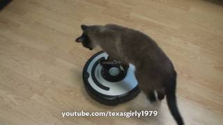 Cat shows HOW TO use iRobot Roomba Vacuum [upl. by Eadith254]