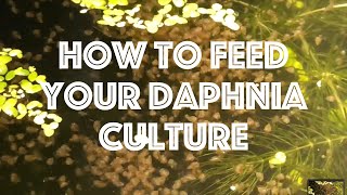 How To Feed Your Daphnia Culture [upl. by Hsara]