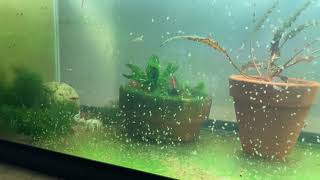 Daphnia Culturing Snails or no snails [upl. by Marva926]