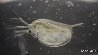 Daphnia magna under the Microscope [upl. by Ahsitul934]