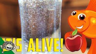 How to culture Vinegar Eels The EASY Way Live Fish Food [upl. by Millur]