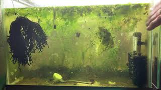 Scuds Daphnia Cherry Shrimp Copepods My aquatic food culture [upl. by Shetrit810]