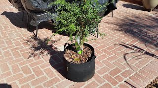 Finger lime growing in a container and in bloom [upl. by Web]