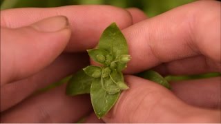 How To Identify Chickweed Plants [upl. by Atinaw]