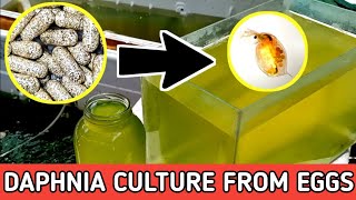 HOW TO HATCH DAPHNIA EGGS  HOW TO CULTURE DAPHNIA [upl. by Esinad]