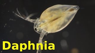 Daphnia [upl. by Adnowal]