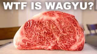 The history science and taste of Wagyu beef [upl. by Eleonora]