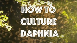 How To Culture Daphnia Magna [upl. by Alisen946]