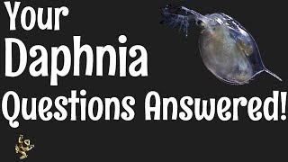 Daphnia Questions Answered [upl. by Liggett]