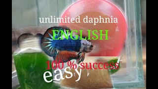 daphnia moina culture Easy way Unlimited production English  with sub Green water Chlorella [upl. by Vedi451]