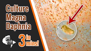 How to culture DAPHNIA MAGNA  The easy way [upl. by Muriel]