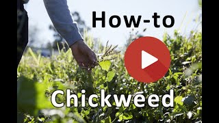 How to ID chickweed [upl. by Soigroeg]