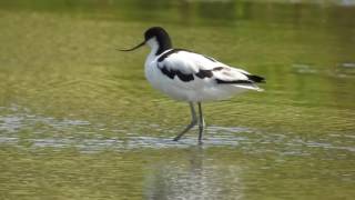 Avocet [upl. by Lambard]