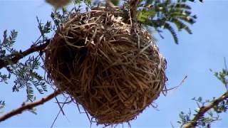 Weaver birds from Africa [upl. by Kerman]