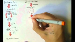 Bone Homeostasis Calcium and Phosphate Hormones [upl. by Arianne]