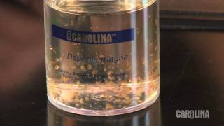 How to Care for Daphnia [upl. by Howlyn]