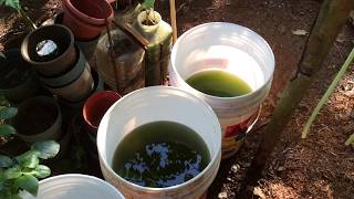 How to grow Green Water Algae [upl. by Marvin964]