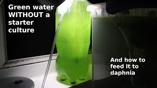 Green Water WITHOUT a Starter Culture  From Scratch  How To [upl. by Leamiba547]