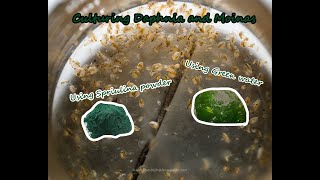 How To Culture Daphnia and Moinas using Green Water Spirulina powder [upl. by Tisbee]