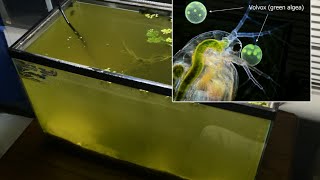 Raising Daphnia for the Freshwater Aquarium [upl. by Bethel]