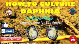 HOW TO CULTURE DAPHNIA In Easy Way [upl. by Sumaes]