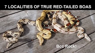 7 Localities of True RedTailed Boas [upl. by Raddy]